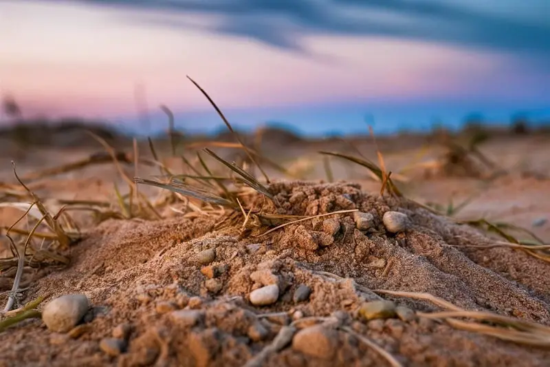 All About Sandy Soil - Benefits and Drawbacks