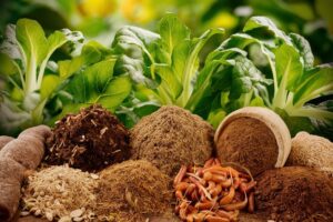 Best Organic Fertilizers for Healthy Leafy Vegetables