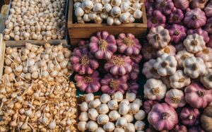 Best Varieties of Garlic for Home Gardens