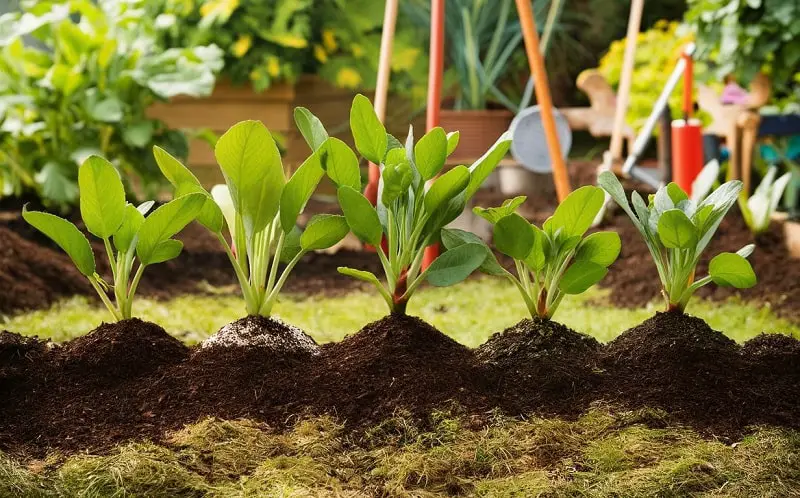 Choosing the Best Soil for Your Beginner Garden