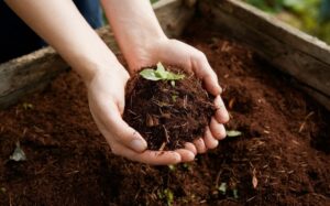 Composting Basics