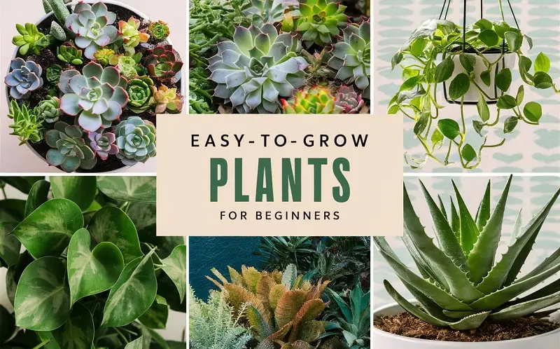 Easy Plants to Grow for Beginners