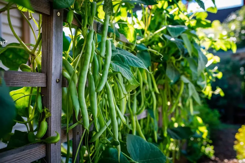 Growing Green Beans at Home