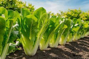 How to Grow Crisp and Fresh Lettuce All Year Round