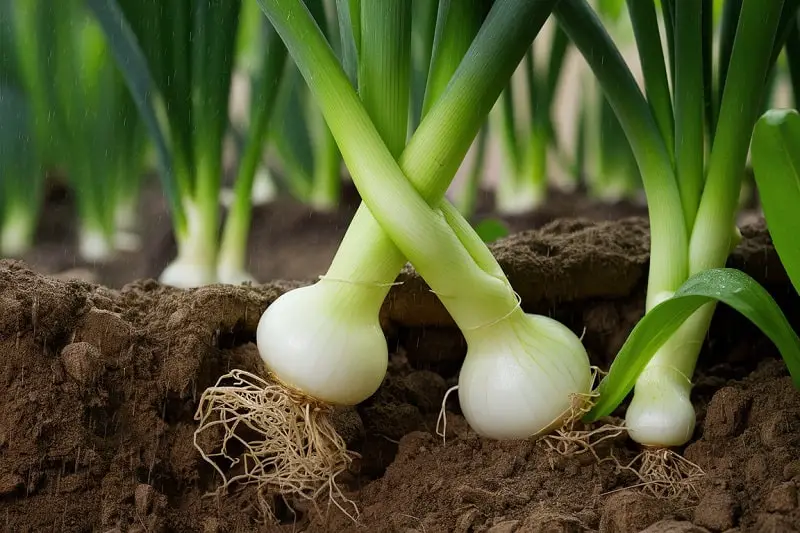 How to Grow Onions at Home