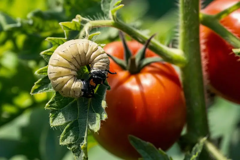 Pest Control Tips for Tomato Plants