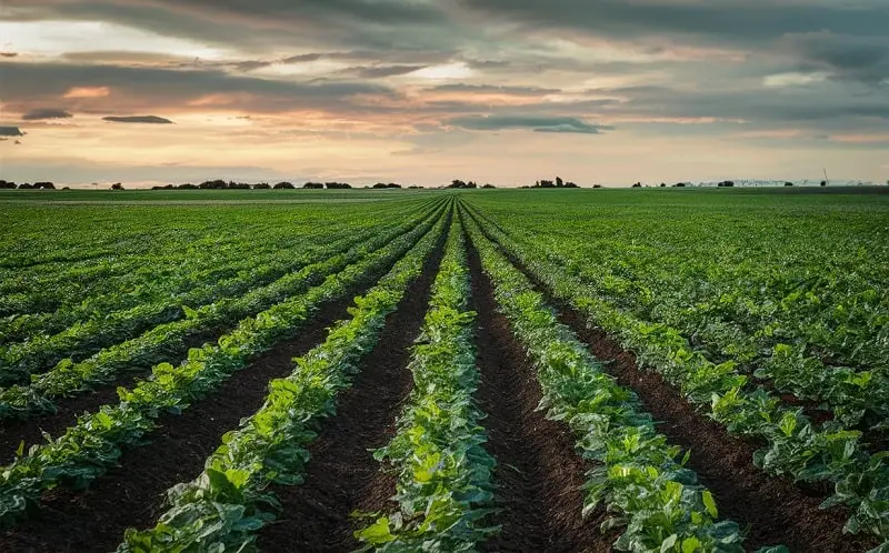 Row Planting Techniques